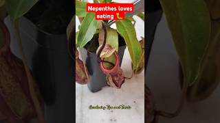 Feeding my Nepenthes an Earthworm amp Caterpillar🐛 nepenthesplant pitcherplants carnivorousplants [upl. by Porta]