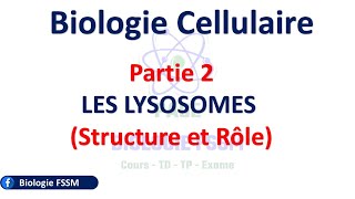 Chapitre 3  Biologie Cellulaire fssm partie 2  Les Lysosomes [upl. by Alphonsa]