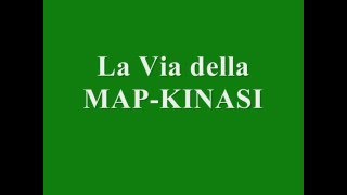 La Via delle MAP Kinasi MAPK [upl. by Eimoan]