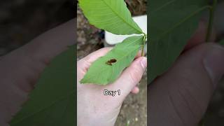 Am I farming Mothra 🧑🏻‍🌾 insects insect caterpillar [upl. by Everson]