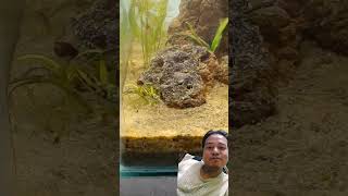 Puffer Fish Food🐟 goldenfish pufferfish mollyfishbreeding mollybaby babies sharktank fishfood [upl. by Namad]