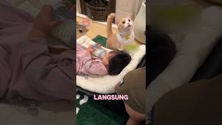 Si Oyen iri dengan adiknya yang minum susu kucinglucu viralvideo shorts funny [upl. by Eahsed]