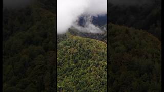 Foggy Carpathian Mountains carpathians ukraine карпати nature carpathianmountains [upl. by Balliett284]