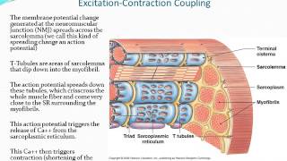 Chapter 9  Muscle Tissue  Part 2 [upl. by Auod]