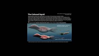 Colossal versus Giant Squid [upl. by Jerz]