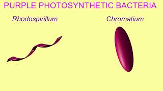 PHOTOAUTOTROPHS amp PHOTOHETEROTROPHS [upl. by Mathew984]