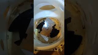 Up flush toilet pump problems Save hundreds of dollars [upl. by Notsag]