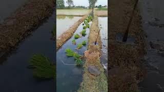 The process of transporting rice seedlings in artesian ditches [upl. by Nnov]