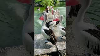 Pelicans The Kings of the Seas [upl. by Casie]