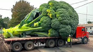 15 Biggest Fruits amp Vegetables Ever Created [upl. by Anizor]