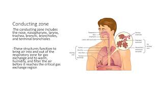 Respiratory physiology introduction [upl. by Hterag343]