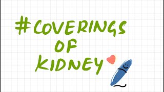 Coverings of kidney  kidney abdomen  anatomy [upl. by Abdella]