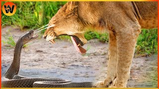 Scary Venomous Snake Defeats Lion With Horrible Bites Animal World [upl. by Elsey818]