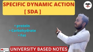 Specific Dynamic Action SDA [upl. by Chaudoin411]