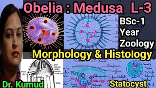 L3Obelia MedusaMorphology amp Structure MedusaHistology Nervous System Statocyst amp Reproduction [upl. by Nivlac]