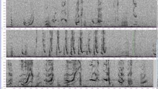 Bowhead Whale vocalizations [upl. by Wehtta]