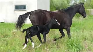 Mirhayat Shael Fr Matsav Shael  Yagana Shael akhalteke colt first day [upl. by Frantz]