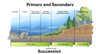 From Bare Rock to Lush Forest The Journey of Ecological Succession Primary and Secondary [upl. by Jess385]