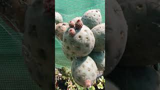 tephrocactus geometricus buds and other buds battlerog222 [upl. by Past]