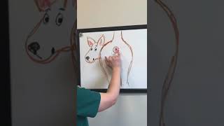 Ask a Vet How To Express Your Dog’s Anal Glands [upl. by Higbee115]