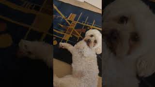 Buttercup the Shih Poo  Shih Tzu Poodle designer dog [upl. by Assirim]