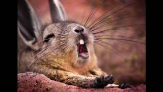 Mountain viscacha Facts Interesting Facts about Mountain viscacha Facts about Mountain viscacha [upl. by Nahgam516]