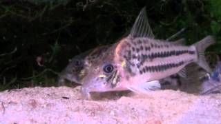 Corydoras ornatus feeding [upl. by Kina]