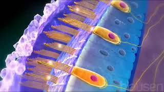 Utricle and Saccule balance and equillibrium semicircle canals [upl. by Ahseya]