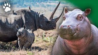 Les GÉANTS de la Savane  les plus gros mammifères terrestres 🥸  Documentaire  AMP [upl. by Notseh]