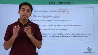 Class 11th – Seed – Introduction  Morphology of Flowering Plants  Tutorials Point [upl. by Libbie]