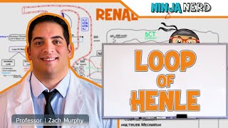 Renal  Loop of Henle [upl. by Noral293]