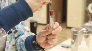 Basic Blood Collection  Veterinary Technician Training [upl. by Nadroj]