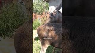 big moose amp small roe deer центрфеникс wildanimals [upl. by Kempe]