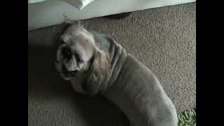 Shih Tzu Pekingese Mix makes crazy sounds Must see TOO FUNNY [upl. by Eniamej]