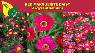 RED MARGUERITE DAISY  Argyranthemum [upl. by Lillis]