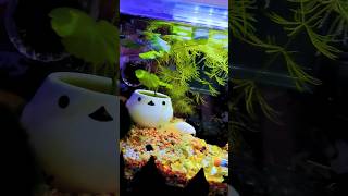 Corydoras aeneus quotalbinoquot  shorts [upl. by Aube]