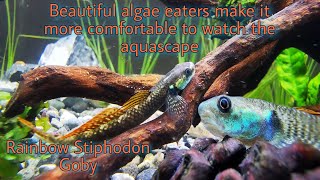 Stiphodon Ornatus Rainbow Stiphodon Goby Profile  Beautiful algae eater fish for aquascape [upl. by Corina]