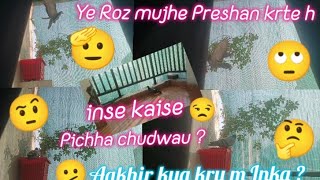 Ye mujhe roz preshan krte hInse kaise picha chudwauAakhir kya kru m inkanehadailyvlog vlogging [upl. by Becki]