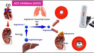 Renin  Angiotenisn inhibitors ACEi ARB and Aliskerin [upl. by Naitirb39]