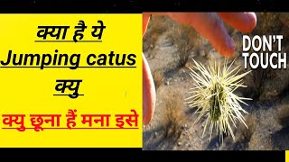 jumping cholla cactus attack🤔 most dengerous cactus attack😲  cholla cactus attack shorts facts [upl. by Holder]