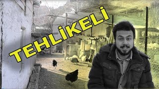 Tavukların Yememesi Gereken Bitkiler Ve Yiyecekler [upl. by Sirtimid173]