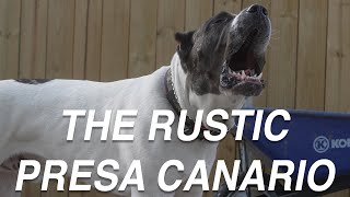 THE PRESA CANARIO DOG YOU DIDNT KNOW WAS A PRESA [upl. by Loreen]