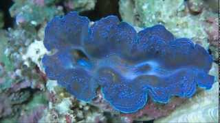 Violet crocea clam Tridacna Crocea  AquaFishVietcom [upl. by Adamik]