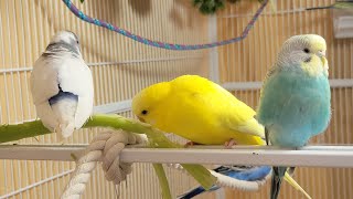 10 Hr Happy Singing amp Eating Parakeet Budgies Birds Reduce Stress of Lonely Quiet Birds [upl. by Suoinuj142]