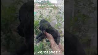 American Cocker Spaniel l Cocker Spaniel l Pets LoversPk cockerspanielworld [upl. by Ardnnaed]