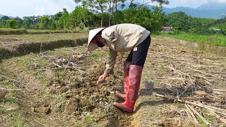 The single life of an impoverished onearmed girl  growing corn gardening [upl. by Herr]