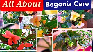 Winter Flower Begonia Plant Care for Maximum BloomingHow to Grow amp Maintain BegoniaPriya Gardenhub [upl. by Lander]