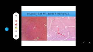 Histology Slides Series Episode 12  Accessory Organs of Digestion Liver Pancreas Gallbladder [upl. by Essined]