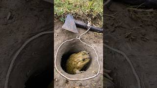 Survival Skills Simple But Very Useful with Frog trap survival fishing shortvideo [upl. by Anaidirib679]