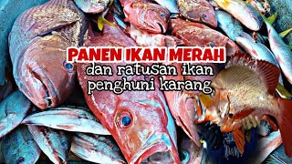 PANEN IKAN MERAH DAN RATUSAN IKAN PENGHUNI KARANG [upl. by Ylrehs]